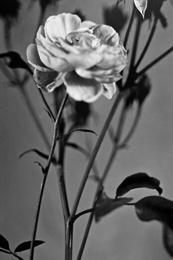 “Roses” <br> Print auf gebürstetem Aluminium