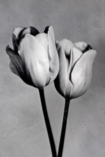 “Tulipan Dancers” <br> Print auf gebürstetem Aluminium